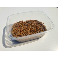 MĄCZNIK MŁYNAREK Tenebrio Molitor - Żywe Larwy