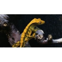 Arcadia Earth Pro-A 350g...