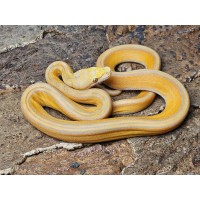 Lavender Albino Sunfire...