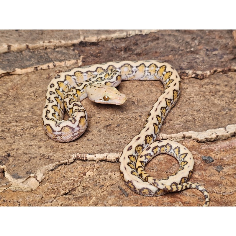 Mochino Marble Jaguar – Female