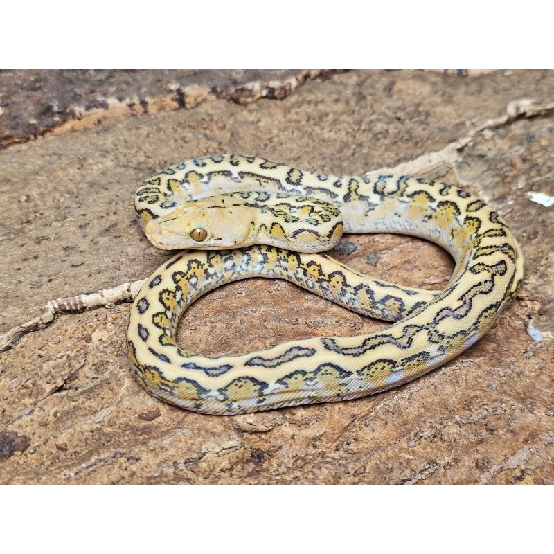 Mochino Marble Jaguar – Samica