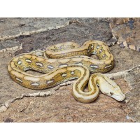 Mochino Marble Tiger – Male