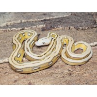 Mochino Sunfire Tiger – Female