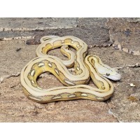 Mochino Sunfire Tiger – Female