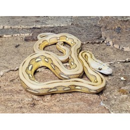 Mochino Sunfire Tiger – Samica