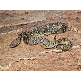 Sunfire 66% het Anthrax – Female