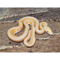 White Albino Sunfire Marble – Female