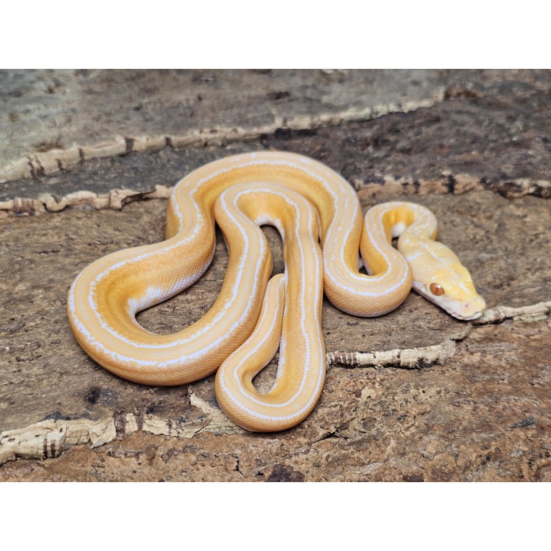 White Albino Sunfire Marble – Samica
