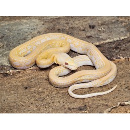 White Albino Marble Tiger – Samica