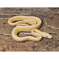 White Albino Sunfire Marble...
