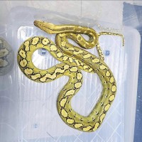 Platinum Phantom 50% Kayuadi – Male